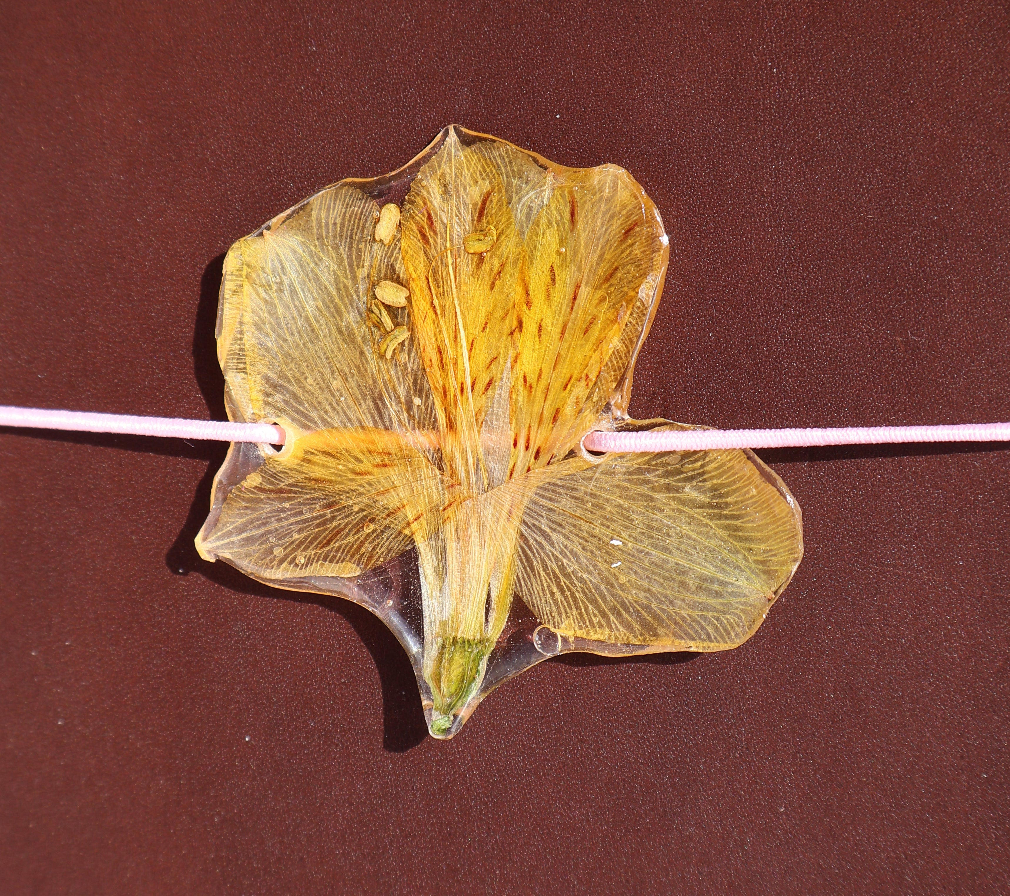 Pressed flower on a stick against a brown background