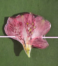 Pink flower petal on a green background