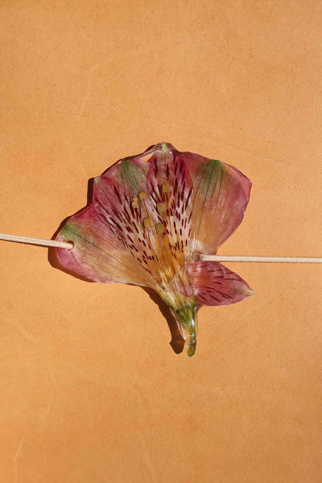 Dried flower on a stick against an orange background