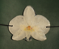 White Orchid Charm